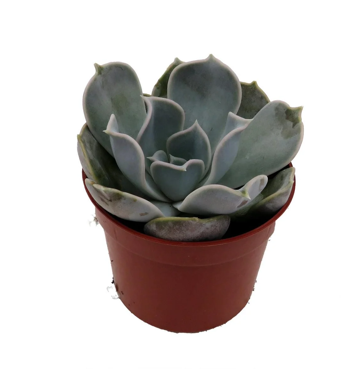 Echeveria Lilacina Succulent Live Plant – White Ghost Desert Rose – 2.5 Inch Pot – Indoor - Image 4