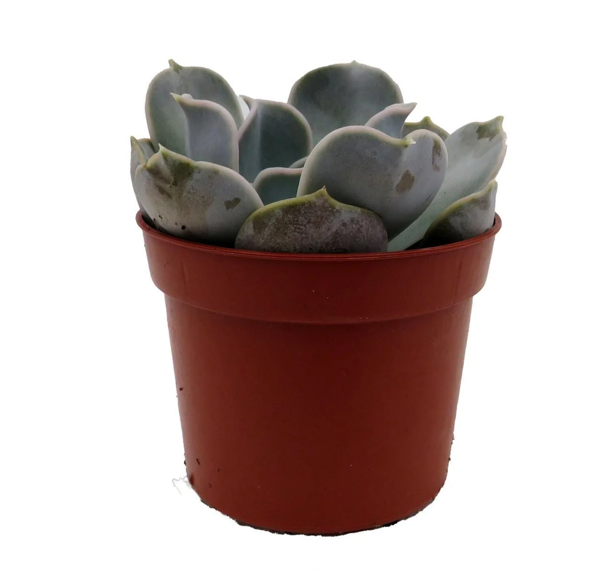 Echeveria Lilacina Succulent Live Plant – White Ghost Desert Rose – 2.5 Inch Pot – Indoor - Image 1