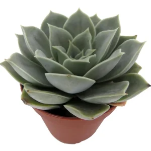 Echeveria Live Succulent Plant – 2 inch Pot – Easy Care Indoor Plant - Image 4