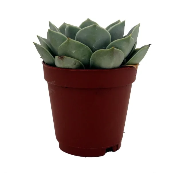 is a zz plant a succulent 6-8ft ZZ Plant main image 1
