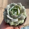 Echeveria Lola Succulent Live Plant - Easy Care, Drought Tolerant, 4 inch Pot - Image 1