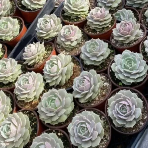 Echeveria Lola Succulent Live Plant - Easy Care, Drought Tolerant, 4 inch Pot - Image 2