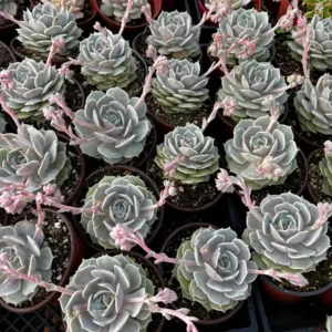Echeveria Lola Succulent Live Plant - Easy Care, Drought Tolerant, 4 inch Pot - Image 3