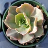 Echeveria 'Lolita' Succulent Live Plant - Drought Tolerant Indoor/Outdoor - Image 1