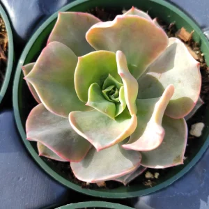 Echeveria 'Lolita' Succulent Live Plant - Drought Tolerant Indoor/Outdoor - Image 2