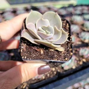 Echeveria 'Lolita' Succulent Live Plant - Drought Tolerant Indoor/Outdoor - Image 5