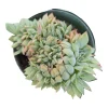 Echeveria Luella Crest Succulent Plant - Live Succulent for Indoors/Outdoors - Image 1