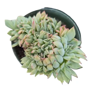 Echeveria Luella Crest Succulent Plant - Live Succulent for Indoors/Outdoors - Image 1