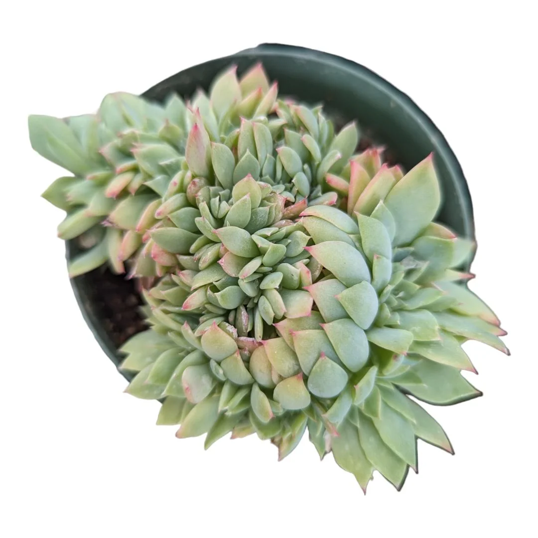 Echeveria Luella Crest Succulent Plant - Live Succulent for Indoors/Outdoors - Image 1