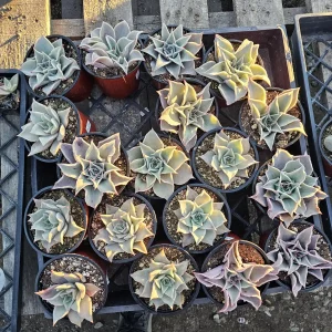 Echeveria Madiba Live Succulent Plant – 4 inch Pot – Indoor/Outdoor - Image 7