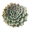 Echeveria Masoho Succulent Live Plant - Potted Houseplant - 2-4 Inch - Image 1