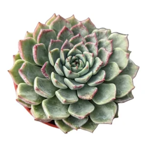 Echeveria Masoho Succulent Live Plant - Potted Houseplant - 2-4 Inch - Image 2
