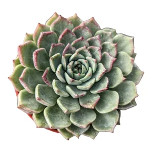 Echeveria Masoho Succulent Live Plant - Potted Houseplant - 2-4 Inch - Image 1