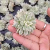Echeveria Mebina Variegated Succulent Live Plant - Stunning Rosette - Image 1