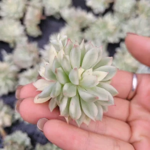 Echeveria Mebina Variegated Succulent Live Plant - Stunning Rosette - Image 2