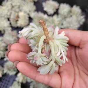 Echeveria Mebina Variegated Succulent Live Plant - Stunning Rosette - Image 3