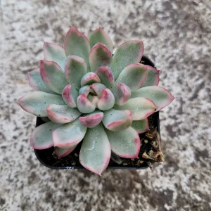 Echeveria Mebina Variegated Succulent Live Plant - Stunning Rosette - Image 6