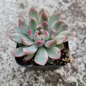 Echeveria Mebina Variegated Succulent Live Plant - Stunning Rosette - Image 7