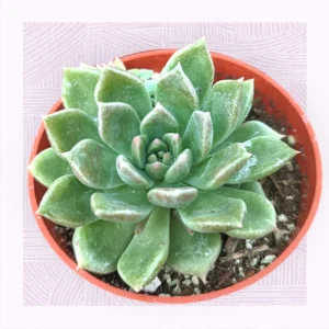 Echeveria Melody Succulent Live Plant - Drought Tolerant Houseplant - Image 1