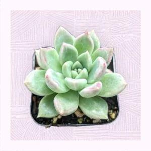 Echeveria Melody Succulent Live Plant - Drought Tolerant Houseplant - Image 4