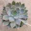 Echeveria 'Mensa' Succulent Plant - Live Crassulaceae Rosette - Colorful Indoor/Outdoor Plant - Image 1