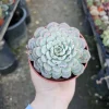 Echeveria Minima Live Succulent Plant - 2in & 4in Pot Sizes - Indoor/Outdoor - Image 1