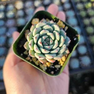 Echeveria Minima Live Succulent Plant - 2in & 4in Pot Sizes - Indoor/Outdoor - Image 2
