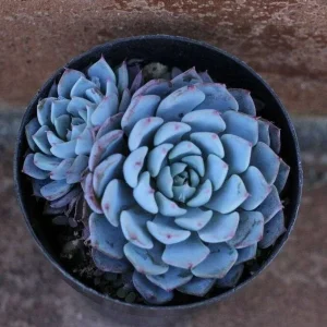 Echeveria Minima Seeds – 20 Pack – Miniature Succulent Seeds – Indoor & Outdoor - Image 6