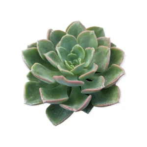 Echeveria Noble Live Succulent Plant - Drought Tolerant Houseplant - Image 4