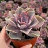 Echeveria Perle von Nurnberg Purple Succulent Live Plant 2-4 Inch Pot - Image 1