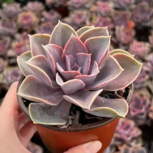 Echeveria Perle von Nurnberg Purple Succulent Live Plant 2-4 Inch Pot - Image 1