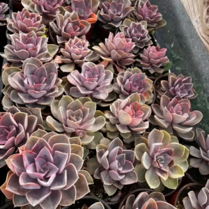 Echeveria Perle von Nurnberg Purple Succulent Live Plant 2-4 Inch Pot - Image 4