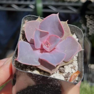 Echeveria Perle von Nurnberg Purple Succulent Live Plant 2-4 Inch Pot - Image 8