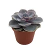 Echeveria Perle Von Nurnberg Succulent Live Plant – 2.5" Pot – Indoor/Outdoor - Image 1