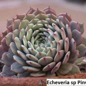 Echeveria Pinwheel Succulent Seeds - 20 Pack: Grow Exotic Indoor & Outdoor Plants - Image 3