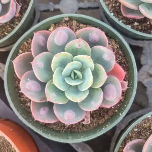 Echeveria Rain Drop Live Plant - Unique Succulent in 4 Inch Pot - Image 3