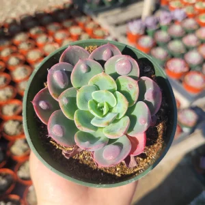 Echeveria Rain Drop Live Plant - Unique Succulent in 4 Inch Pot - Image 1