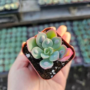 Echeveria Rain Drop Live Plant - Unique Succulent in 4 Inch Pot - Image 5
