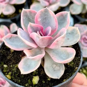Echeveria Rainbow Variegated Succulent Live Plant - Pink Echeveria, 2