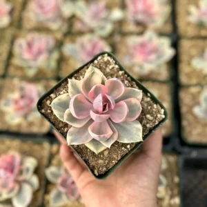 Echeveria Rainbow Variegated Succulent Live Plant - Pink Echeveria, 2