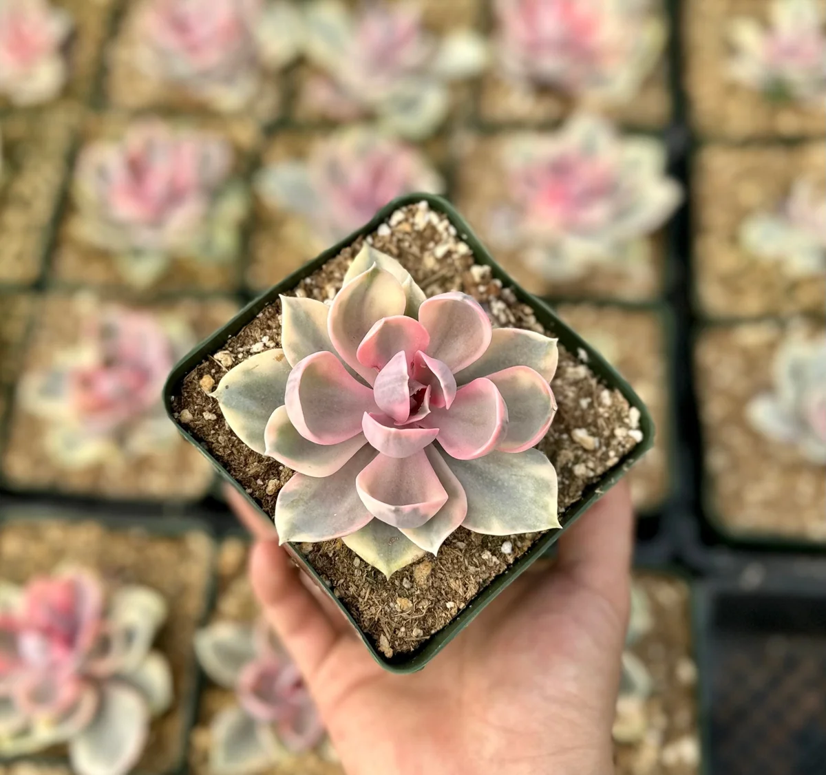 Echeveria Rainbow Variegated Succulent Live Plant - Pink Echeveria, 2"/4" Pot - Image 3