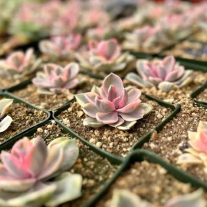 Echeveria Rainbow Variegated Succulent Live Plant - Pink Echeveria, 2"/4" Pot - Image 1