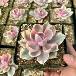 Echeveria Rainbow Variegated Succulent Live Plant - Pink Echeveria, 2