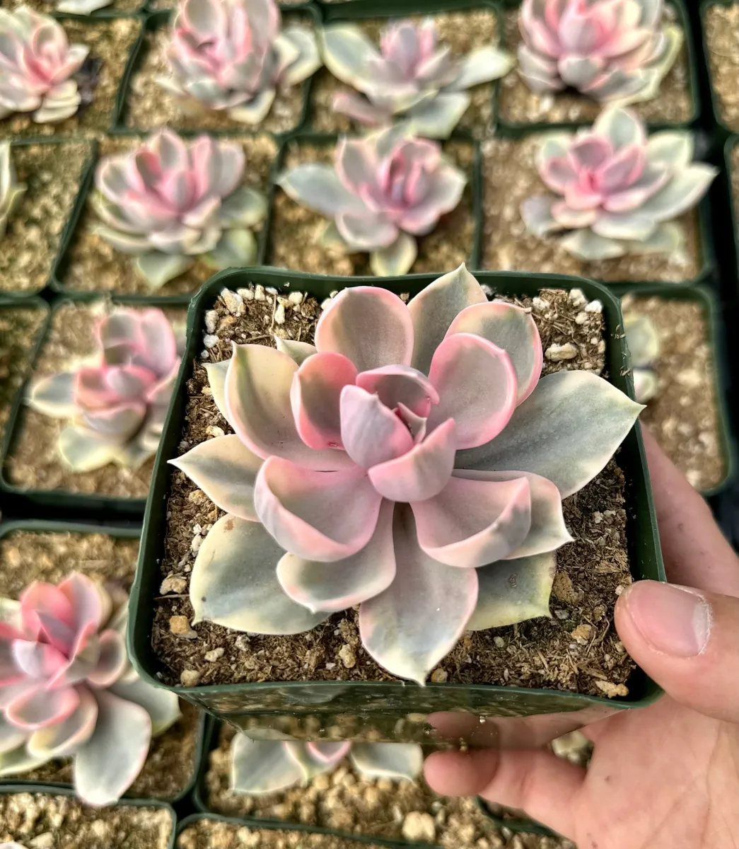 Echeveria Rainbow Variegated Succulent Live Plant - Pink Echeveria, 2"/4" Pot - Image 4