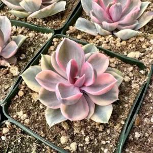 Echeveria Rainbow Variegated Succulent Live Plant - Pink Echeveria, 2