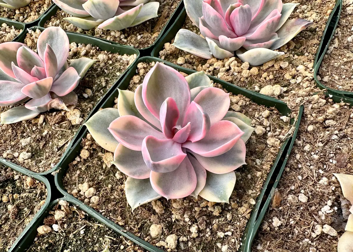 Echeveria Rainbow Variegated Succulent Live Plant - Pink Echeveria, 2"/4" Pot - Image 6