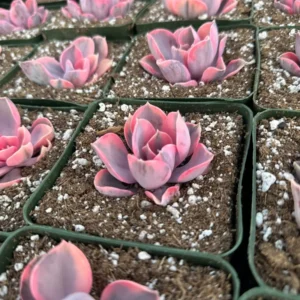 Echeveria Rainbow Variegated Succulent Live Plant - Pink Echeveria, 2