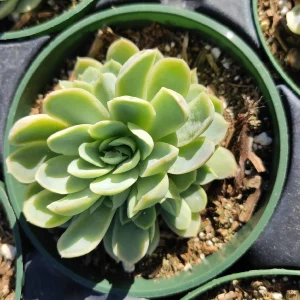 Echeveria 'Raspberry Ice' Succulent Live Plant - Drought Tolerant Indoor/Outdoor - Image 4