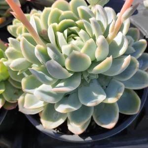 Echeveria 'Raspberry Ice' Succulent Live Plant - Drought Tolerant Indoor/Outdoor - Image 5