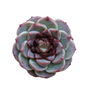 Echeveria Red Velvet Succulent Live Plant – Drought Tolerant Indoor - Image 4